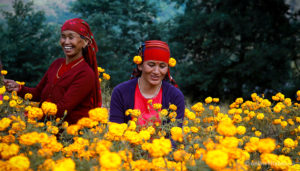 बाह्रैमास फूल